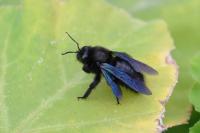 Xylocopa violacea