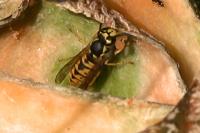 Vespula germanica
