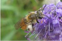 Andrena marginata