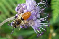 Andrena marginata