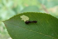 Caliroa cerasi