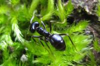 Lasius fuliginosus