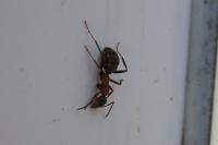 Formica rufibarbis