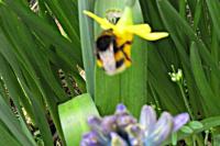 Bombus hortorum