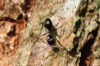 Lasius fuliginosus