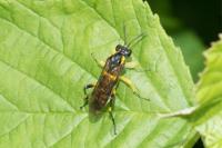 Macrophya montana