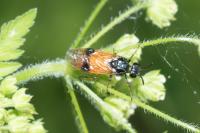 Arge cyanocrocea