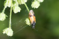 Arge cyanocrocea