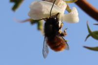 Osmia cornuta