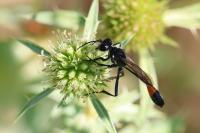 Ammophila sabulosa