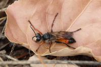 Sphex funerarius