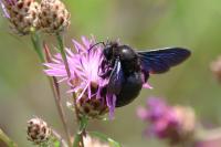 Xylocopa violacea