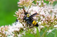 Scolia hirta