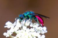 Chrysis ignita