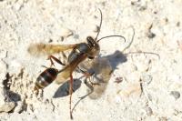 Sceliphron curvatum