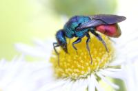 Hedychrum nobile