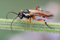 Diplazon laetatorius