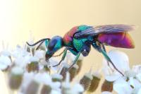 Holopyga chrysonota
