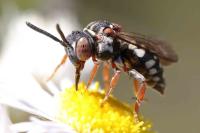 Epeolus variegatus