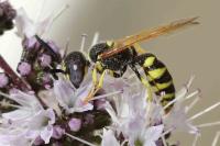 Philanthus triangulum