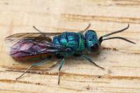 Chrysis ignita