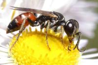 Dinetus pictus