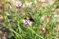 Scolia hirta