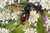 Vespa velutina