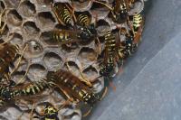 Polistes dominula