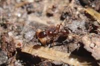 Aphaenogaster subterranea