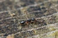 Myrmecina graminicola