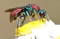 Hedychrum nobile