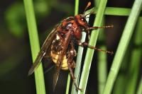 Cimbex luteus
