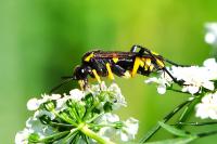 Macrophya montana