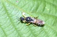 Lestica clypeata