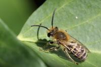 Colletes hederae