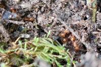 Lasius flavus