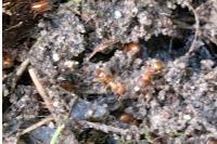 Lasius flavus