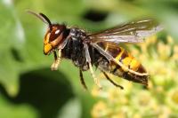 Vespa velutina