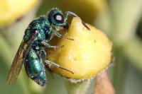 Trichrysis cyanea