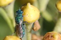 Trichrysis cyanea