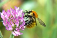 Bombus pascuorum