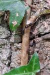 Lasius fuliginosus