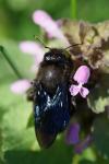 Xylocopa violacea