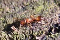 Temnothorax nylanderi