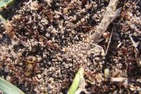 Tetramorium caespitum