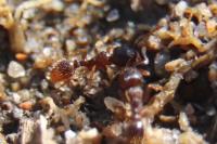 Tetramorium caespitum