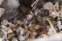 Lasius niger