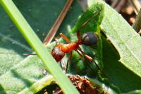 Formica sanguinea