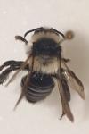 Andrena cineraria